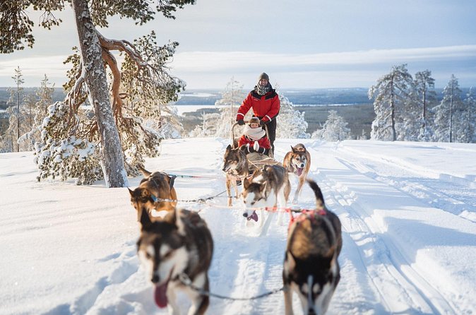 Arctic Husky Adventure in Rovaniemi - The 7-10 km Husky Safari: Forest Time, Real Work, Great Photos