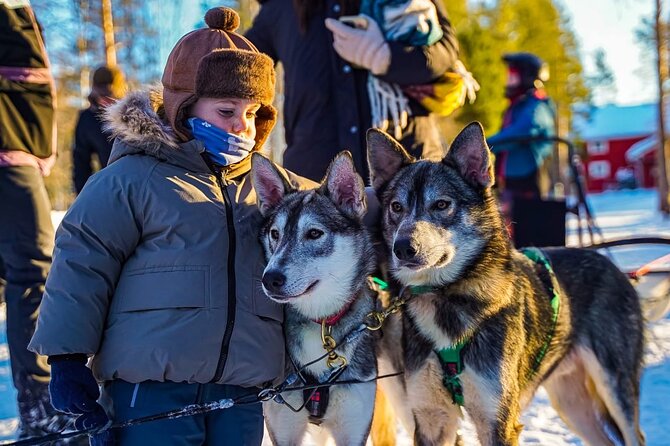 Arctic Husky Adventure in Rovaniemi - Price and Value: Is $239.10 Worth It?
