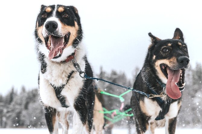 Arctic Husky Adventure in Rovaniemi - Guide Quality and the Small Details That Change the Day