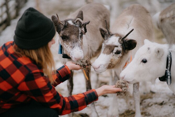 Arctic Reindeer Farm Experience with Snowshoeing in the Wild - Key highlights worth knowing