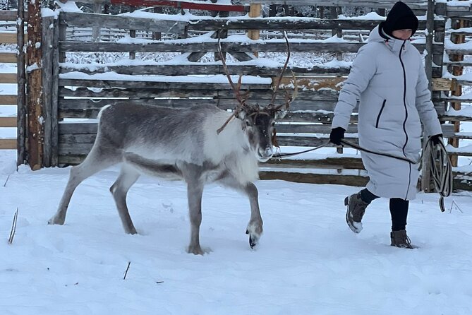 Arctic Reindeer Farm Experience with Snowshoeing in the Wild - Why this Lapland reindeer farm near Levi feels real