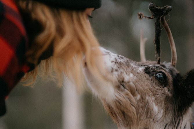 Arctic Reindeer Farm Experience with Snowshoeing in the Wild - Who this tour suits best, and who should rethink it