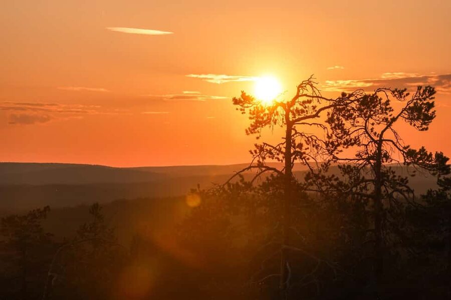 Arctic Wilderness Hike from Rovaniemi (Day & Evening) - A sunset-paced hike through Lapland forests, even without snow