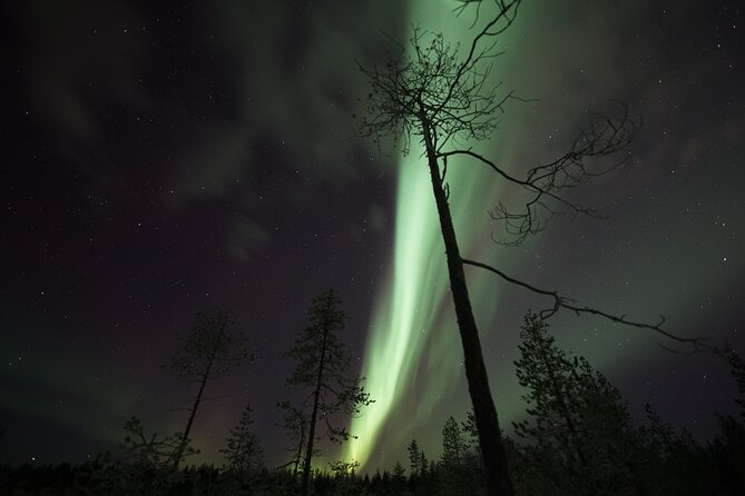 Aurora Borealis Picnic in Rovaniemi - The Lappish picnic: hot drinks, warm comfort, and what to expect