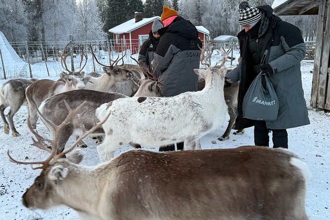 Authentic Reindeer Experience and Ice Fish with Lunch in the Wild - Timing, Pickup, And How To Plan Your Half-Day