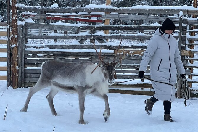 Authentic Reindeer Experience and Ice Fish with Lunch in the Wild - Price Of $254.85: Is It Good Value?