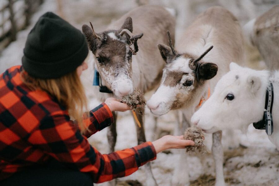 Authentic Reindeer Experience, Ice Fish & Lunch in the Wild - Practical Tips for Staying Comfortable in Lapland Winter