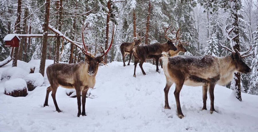 Authentic Reindeer Experience with Private Transportation - Key highlights you should care about