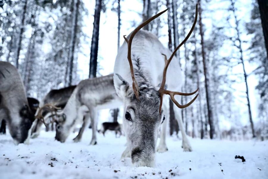 Authentic Reindeer Experience with Private Transportation - Nuuksio Reindeer Park, a short hop from Helsinki