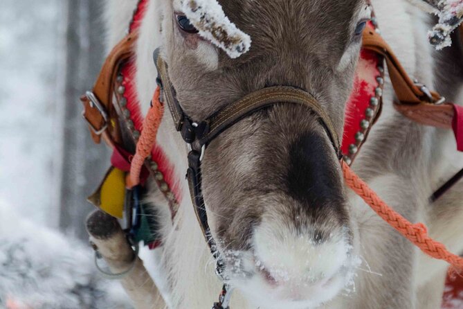 Authentic Reindeer Farm Experience in Rovaniemi - Key highlights to look for
