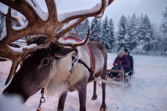Authentic Reindeer Farm Experience in Rovaniemi - Self-driven sleigh practice: short, skill-focused, and actually fun