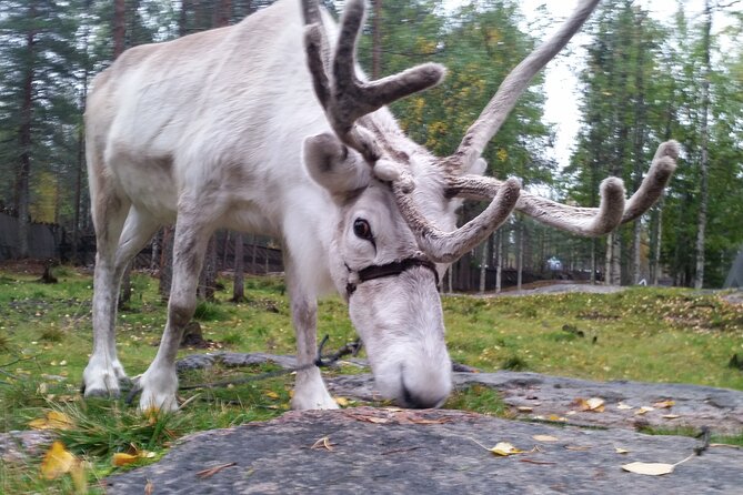 Authentic Reindeer Farm Experience in Rovaniemi - Tea and cookies in a traditional hut, where the cold stops being the main character