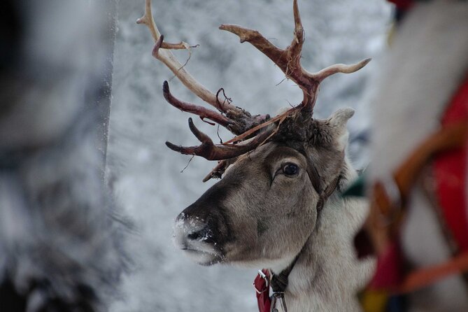 Authentic Reindeer Farm Experience in Rovaniemi - Price and what $120.15 really buys you in 2 hours