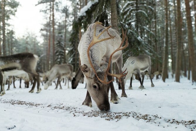 Authentic Reindeer Farm Experience in Rovaniemi - Meet the herders and learn reindeer farming the real way