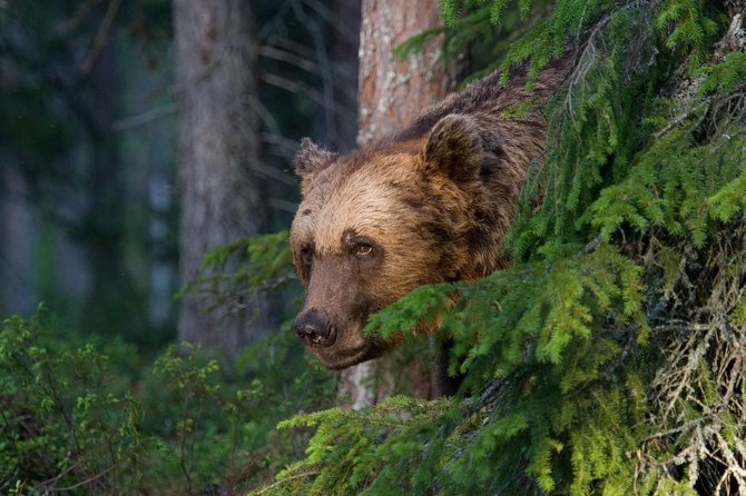 Bear Watching, night trip - Window Viewing and the Comfort Factor That Changes Everything