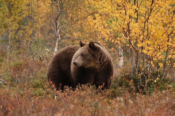 Bear Watching, night trip - Sleeping Over, the No-Tent Way to Extend Your Chances