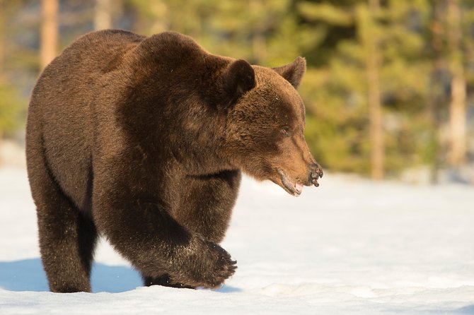 Bear Watching, night trip - Wildlife Viewing Reality Check: Luck, Timing, and Patience