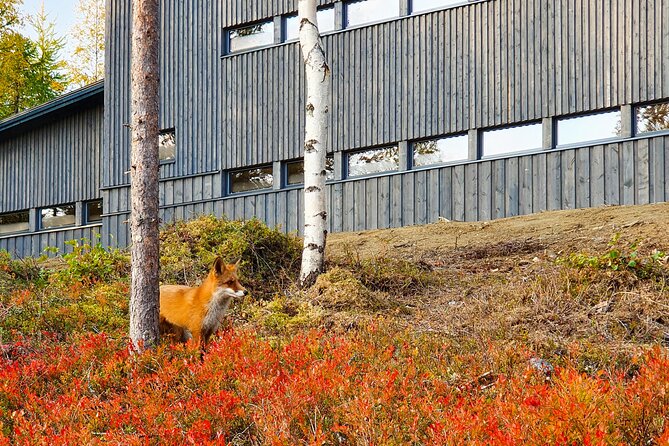 Bear Watching, night trip - From Kostamustie to the Hide: How the Night Usually Unfolds