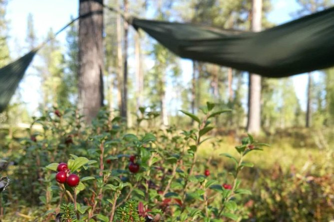 Cocooning in the HaliPuu forest: The ultimate Arctic hammock relaxation - Hammock-nest cocooning: the value of doing nothing well