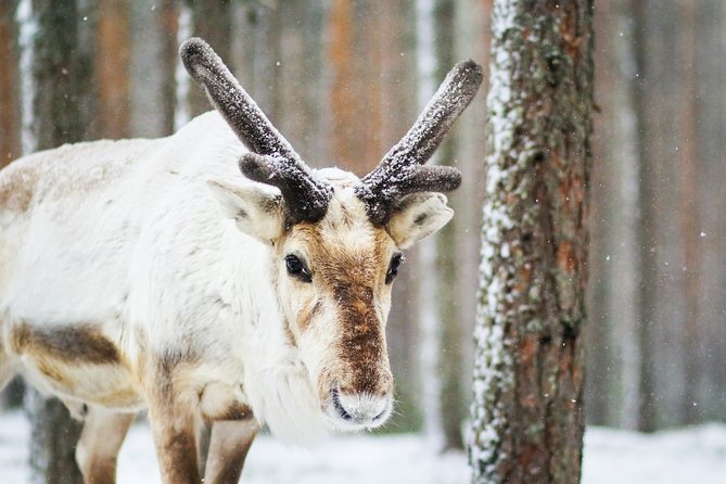 Cross-Country Skiing Trip - Why this cross-country ski trip works for first-timers in Rovaniemi