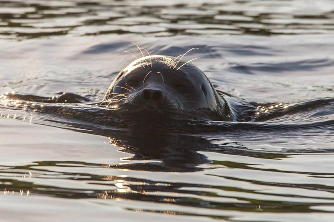 Cruise in Puumala by Lake Saimaa - Key things to know before you go