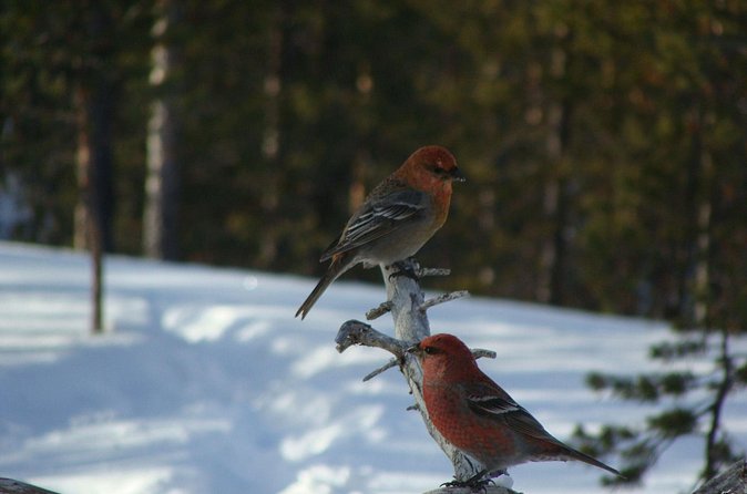 Explore Winter Woods: Snowshoe walk with local Biologist - Track-Spotting Like a Naturalist: Fox, Hare, and More