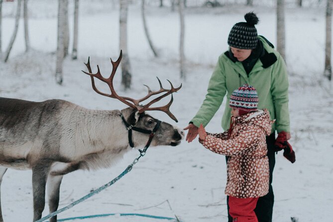 Family day: Reindeer, Husky and Snowmobiling in Levi - Key things to know before you go