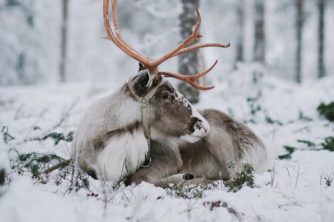 Family day: Reindeer, Husky and Snowmobiling in Levi - Levi family day: what it really feels like