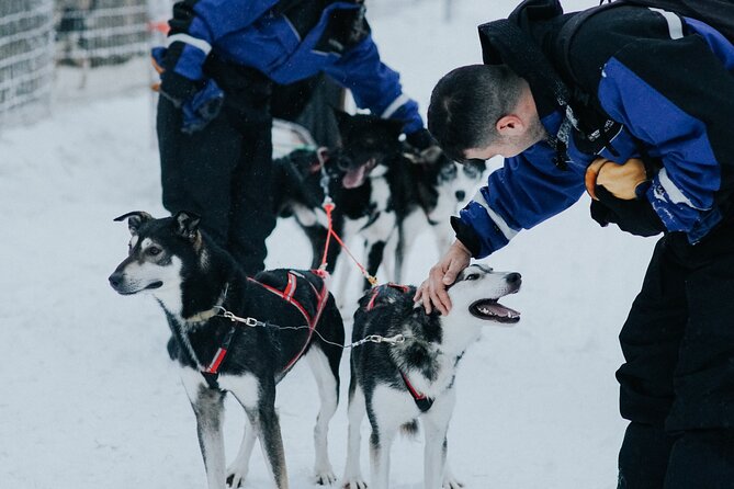 Family day: Reindeer, Husky and Snowmobiling in Levi - Husky farm ride: fast dogs and quick satisfaction