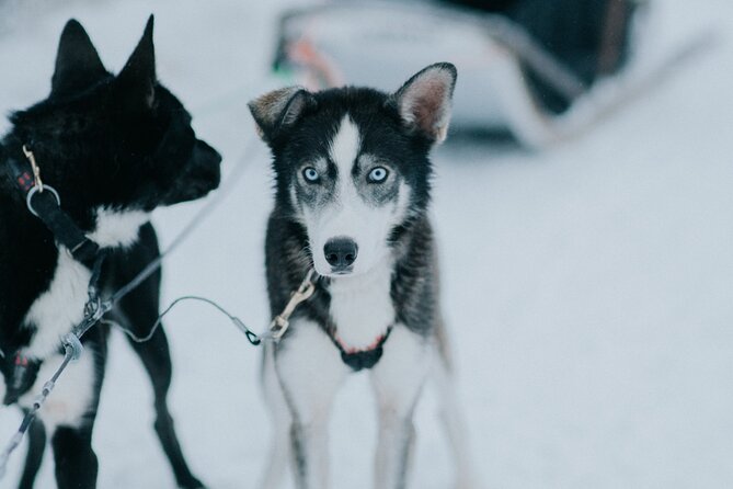 Family day: Reindeer, Husky and Snowmobiling in Levi - Reindeer farm ride: slower pace, more patience
