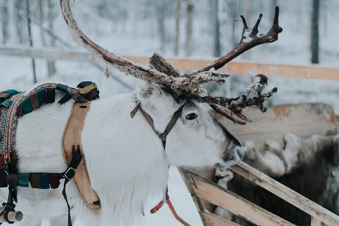 Family day: Reindeer, Husky and Snowmobiling in Levi - Snowmobiling on a shared track: the fun part and the rules