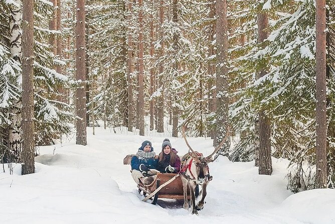 Forest Trail Reindeer Safari - Meeting Point, Start Times, and the No Pickup Reality