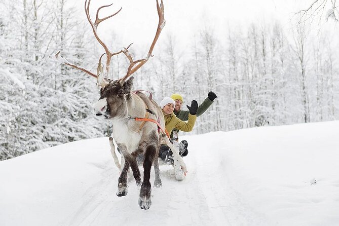 Forest Trail Reindeer Safari - Group Size, Pace, and Photo Moments in the Forest