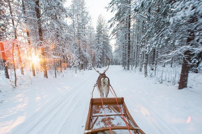 Forest Trail Reindeer Safari - English Guide Support, Plus Asking Questions That Make It Better