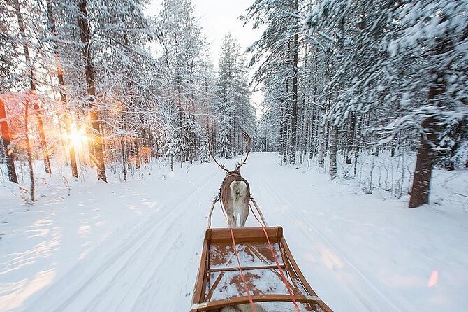Forest Trail Reindeer Safari - Who This Reindeer Safari Fits Best