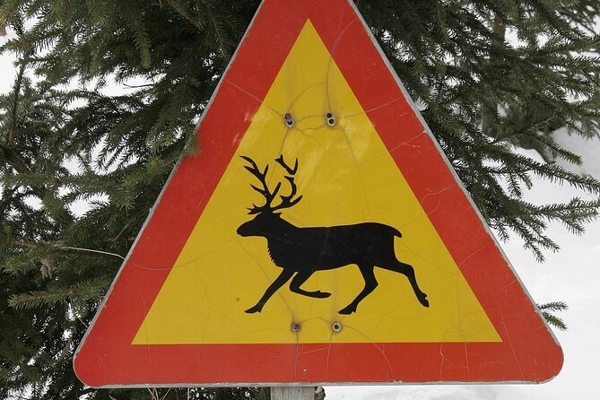 Forest Trail Reindeer Safari - Winter Clothes and Hot Drinks, Plus What to Wear Under Them