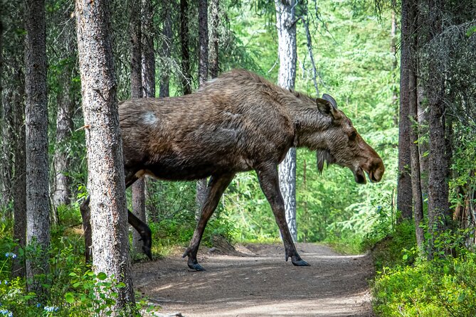 From Helsinki: Moose Safari with Campfire Dinner - Key points to know before you go