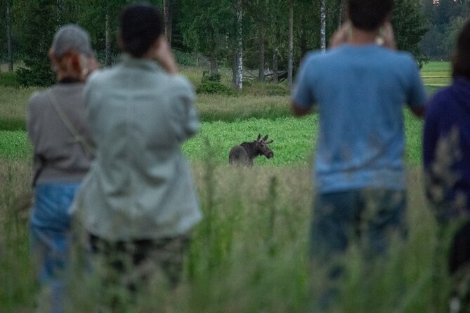 From Helsinki: Moose Safari with Campfire Dinner - Porkkala Peninsula, one hour from Helsinki