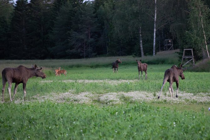 From Helsinki: Moose Safari with Campfire Dinner - Guides make the difference: Patricia, Szabi, and the helpful style