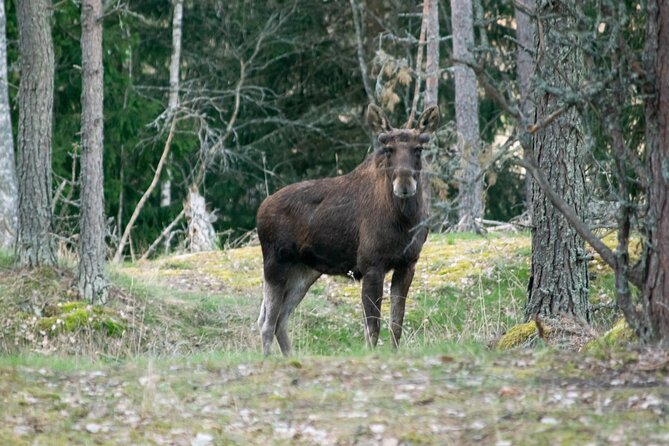 From Helsinki: Moose Safari with Campfire Dinner - Price and value: what you really get for $156.89