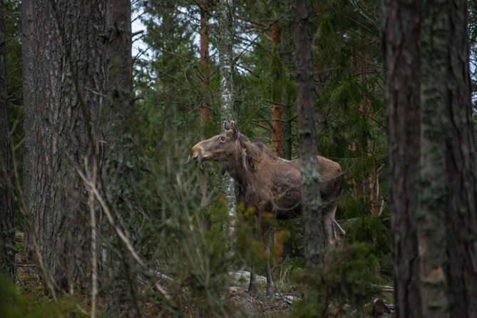 From Helsinki: Moose Safari with Campfire Dinner - Weather, wildlife luck, and body comfort considerations