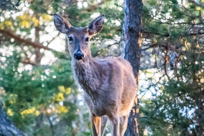 From Helsinki: Moose Safari with Campfire Dinner - Who this safari suits best