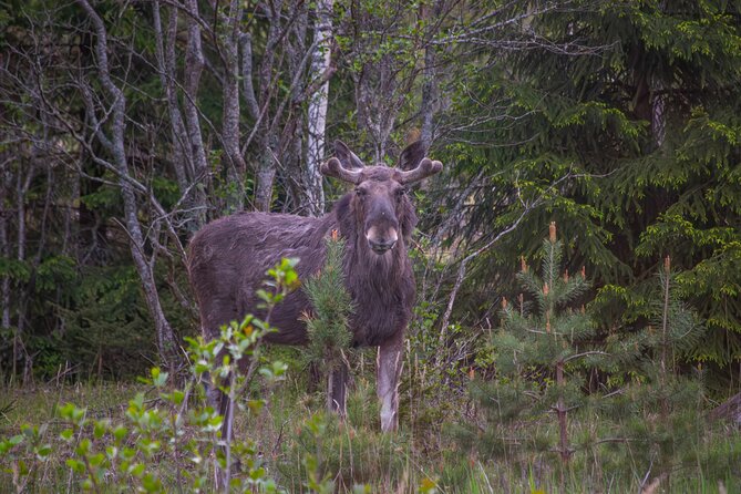 From Helsinki: Moose Safari with Campfire Dinner - The 5-hour flow, and why the timing feels good