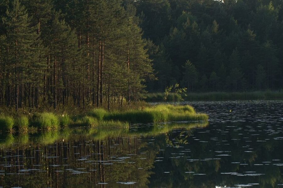From Helsinki: Nuuksio National Park Half-Day Trip - Inside Nuuksio: Conifer Forest, Primeval Rocks, and Forest Lakes