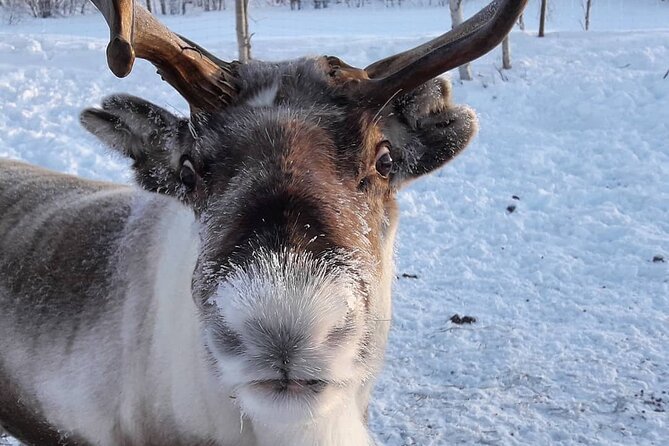 From Ivalo: Ice Fishing Safari to Lake Inari, reindeers & lunch - Who should book this Ivalo ice fishing safari