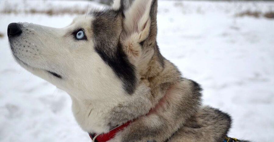 From Rovaniemi: 5km passenger Husky Sleigh Ride - Rovakatu pickup to the husky farm: getting the start of the day right
