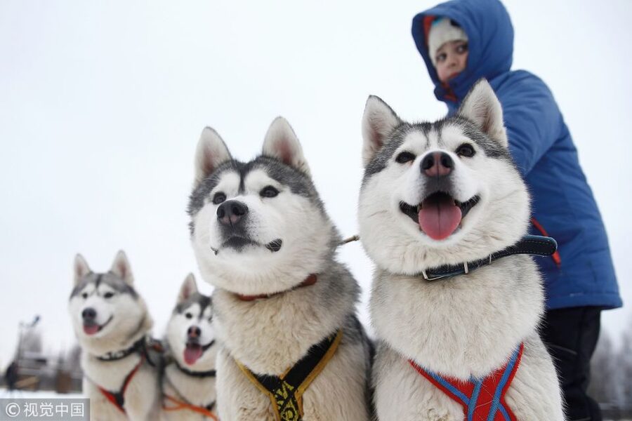 From Rovaniemi: 5km passenger Husky Sleigh Ride - The warm-up phase: Kota hut comfort, bonfire drinks, and biscuits