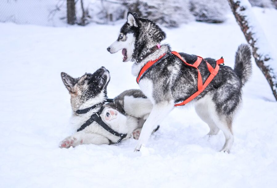 From Rovaniemi: 5km passenger Husky Sleigh Ride - Guide and language experience: English, French, Spanish, Portuguese