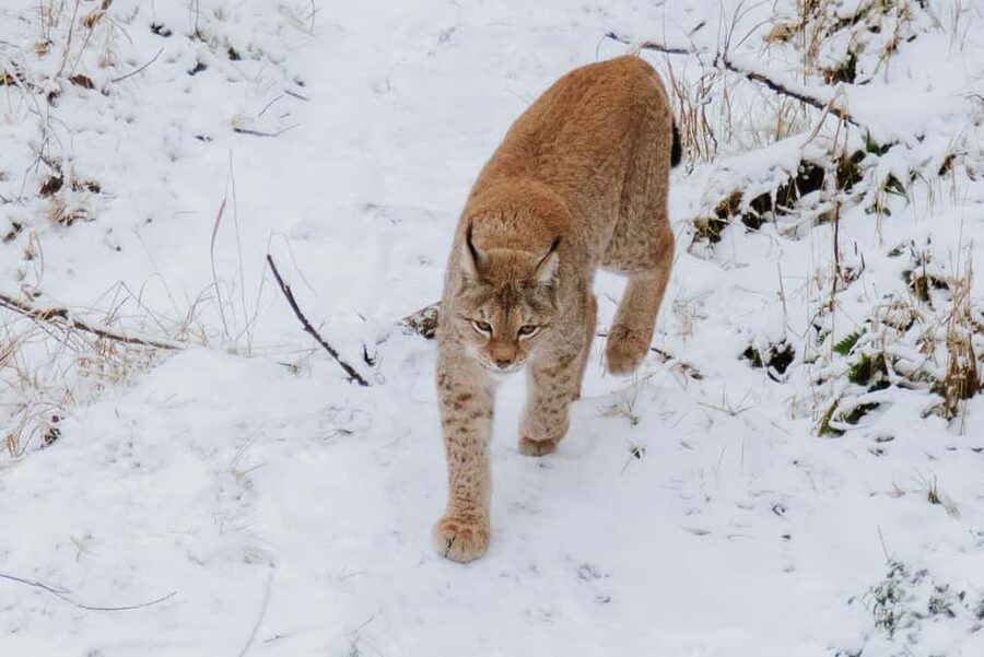 From Rovaniemi: Family Friendly Visit to Ranua Wildlife Park - Inside Ranua Wildlife Park: guided paths and 50+ Arctic species