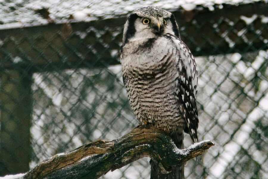 From Rovaniemi: Family Friendly Visit to Ranua Wildlife Park - What to pack for cold comfort (and what isn’t included)